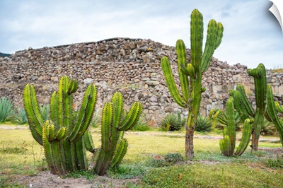 Saguaro Cactus and Mexican Ruins