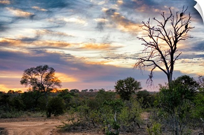 Savanna Landscape at Sunrise