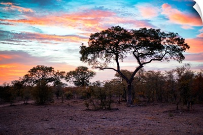 Savanna Trees at Sunrise II