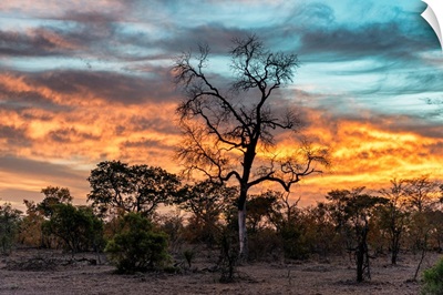 Savanna Trees at Sunrise III