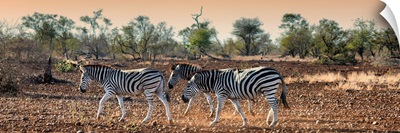 Three Zebra