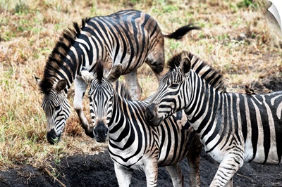 Three Zebras