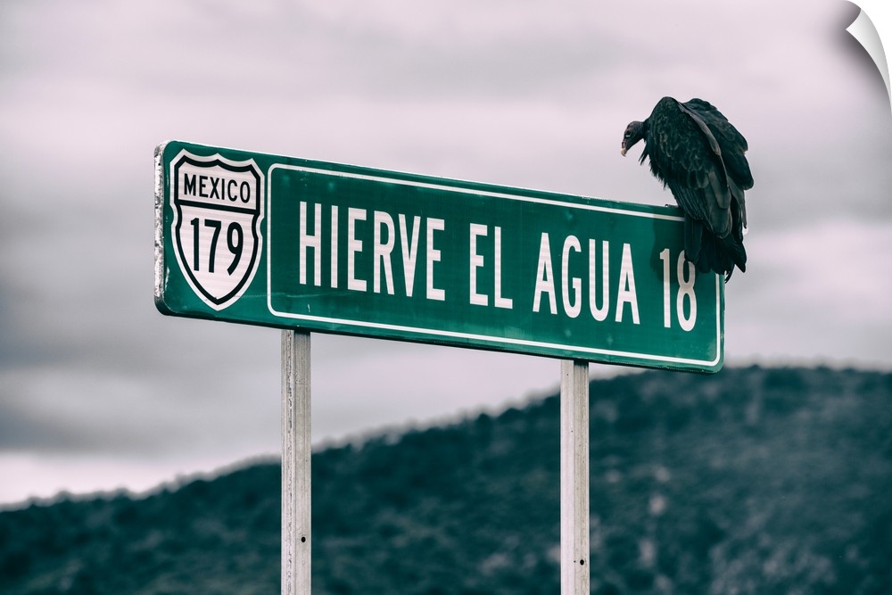 Photograph of a vulture perched on a street sign in Mexico. From the Viva Mexico Collection.