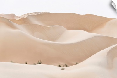 Wild Sand Dunes - Almond Desert