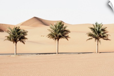 Wild Sand Dunes - Palm Trees