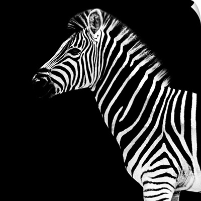 Zebra Black Edition II