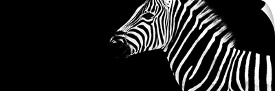 Zebra Black Edition IV
