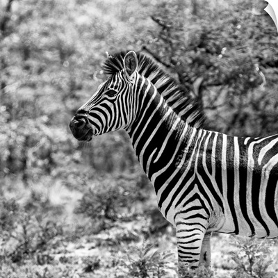 Zebra Portrait Black and White