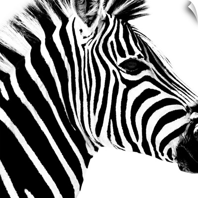 Zebra Portrait White Edition
