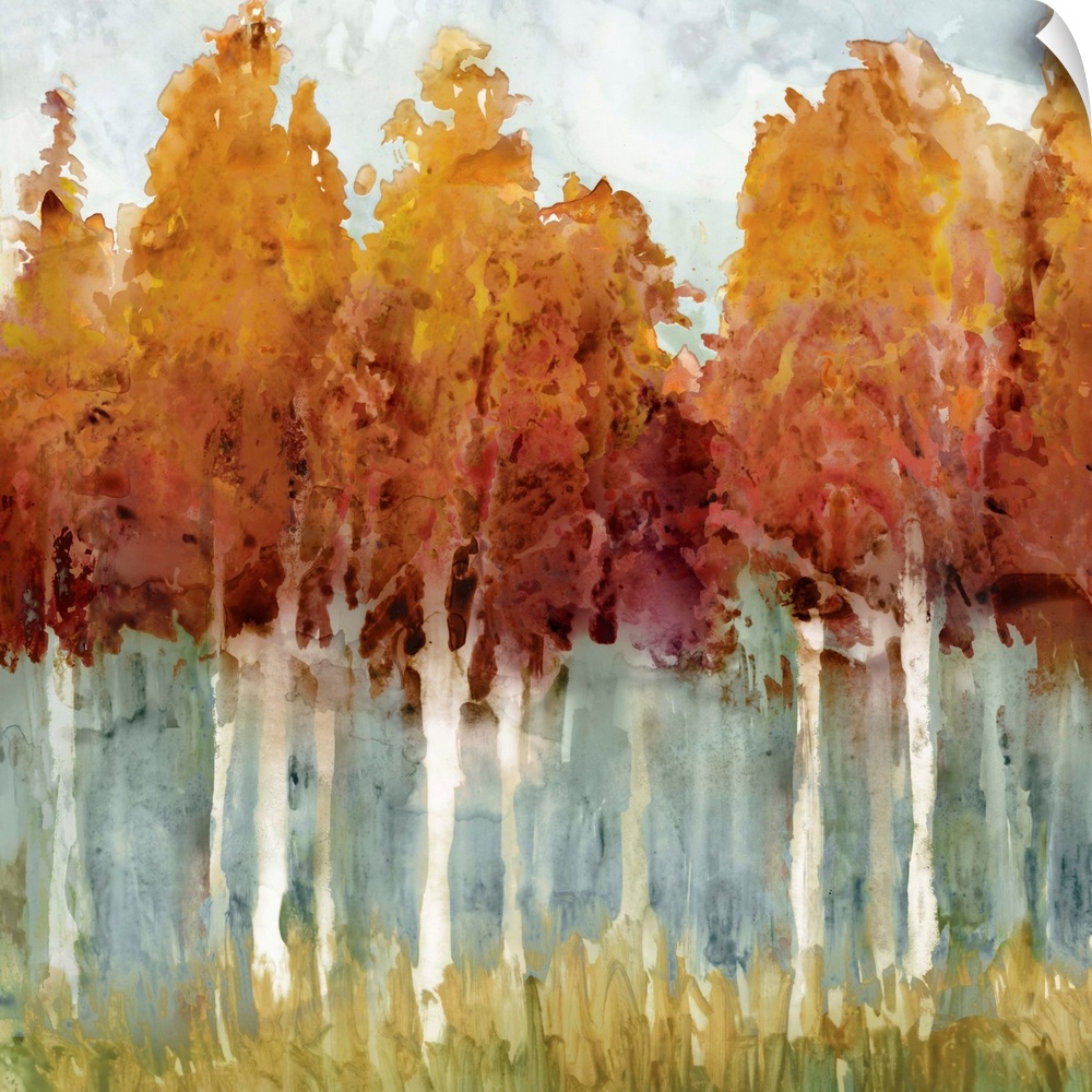 Forest of tall birch trees in autumn colors.