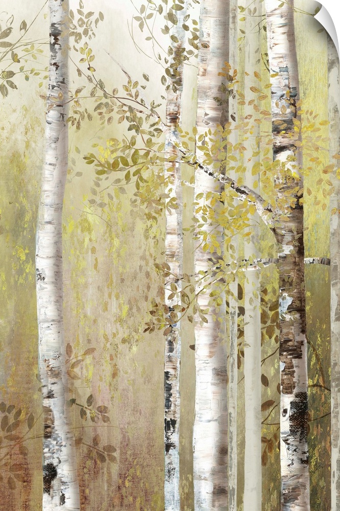 Several slender white birch trees in a forest in neutral tones.