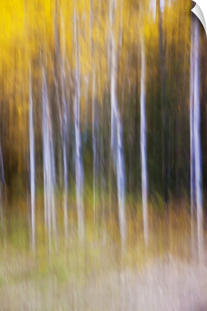 Abstract photo of autumn trees in the forest, Alberta, Canada.