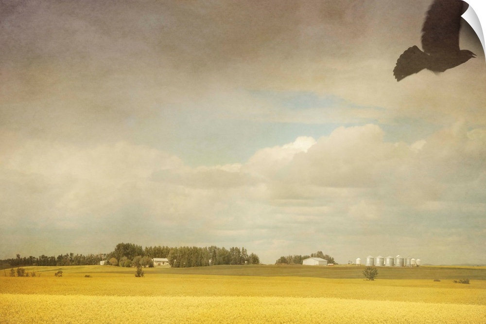 A crow flies over a canola field.