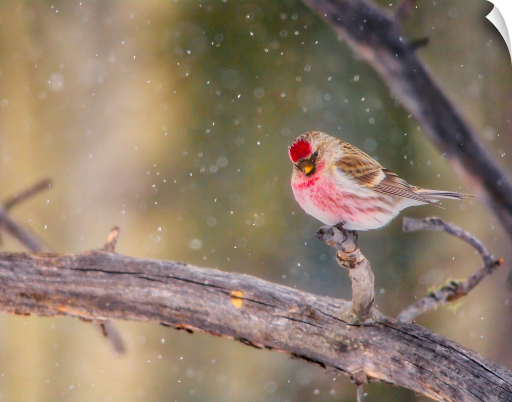 A photo of a bird with red features on a branch while snow falls.