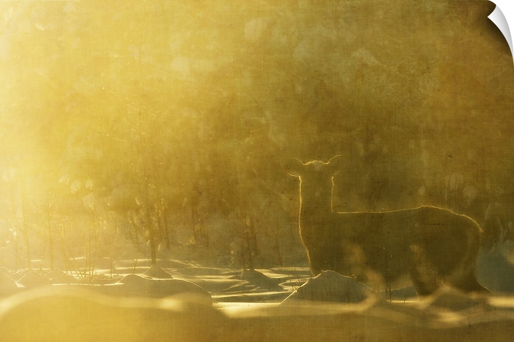 Golden light, dream-like photograph of a deer in a snowy setting with trees.