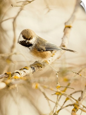 Chickadee In The Forest