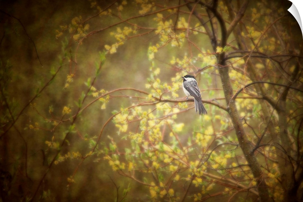 A cold wet chickadee sits on a branch of a blossoming willow tree during a spring rain storm. Fine art pictorialist photog...