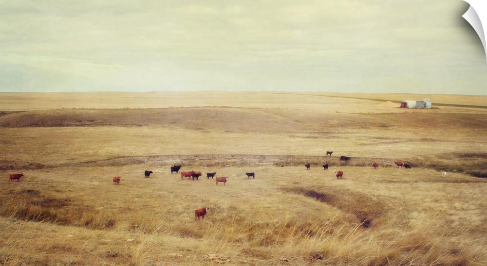 Red and black Angus cattle on a prairie farm.