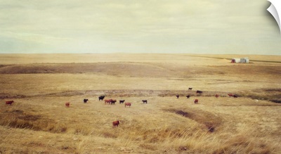 Cows In The Coulee