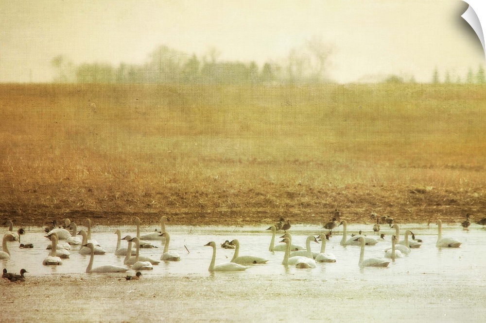 A large group of Tundra Swans swimming in a pond in an empty field.