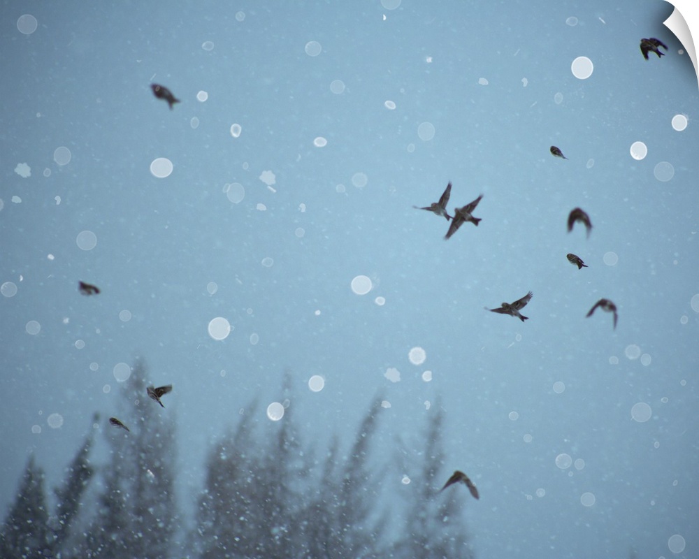A flock of birds flying in the sky among falling snow.