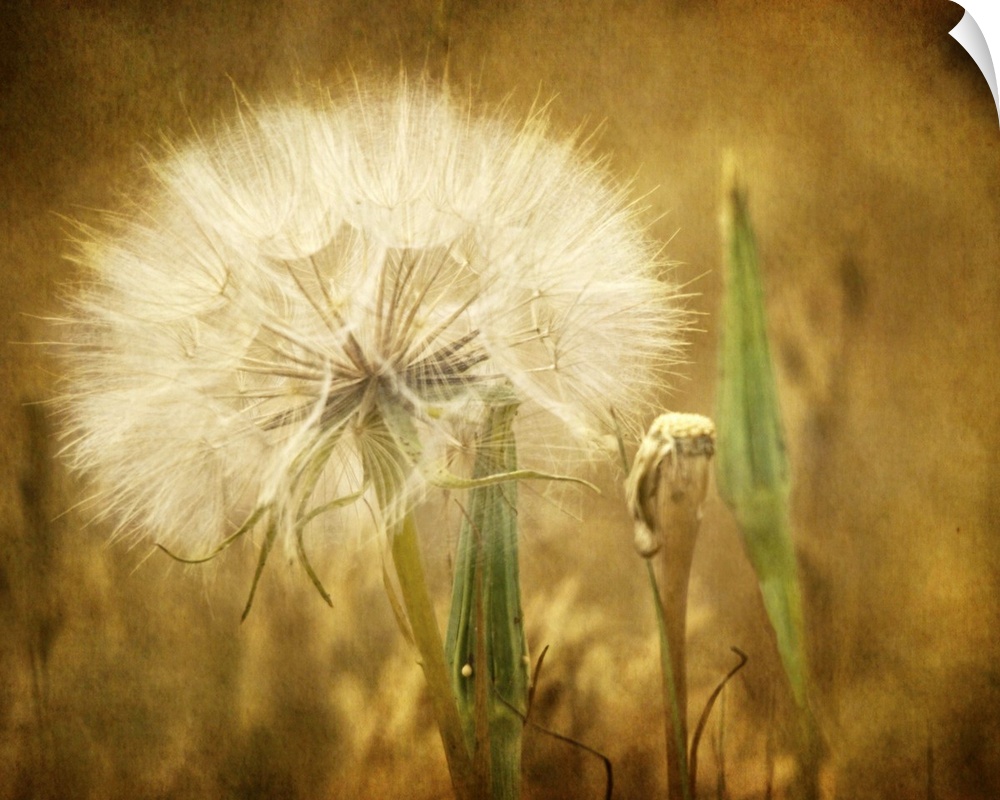 A large seedhead from a dandelion.