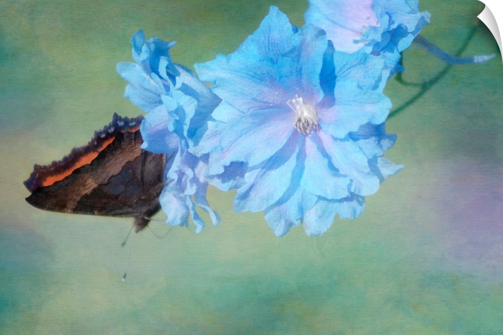 A butterfly on delphinium blossoms in the garden.