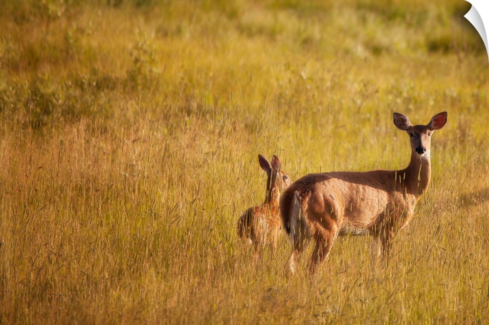 A photo of doe in the meadow of yellow grass.