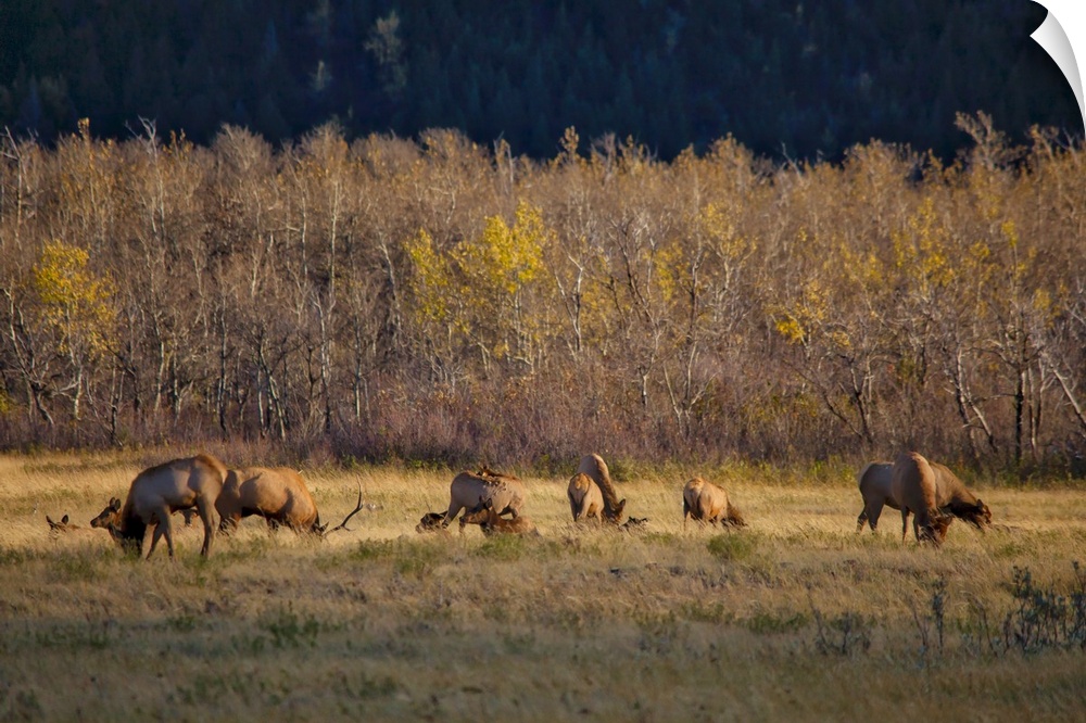 A photograph of a herd of deer grazing in a grassy field.