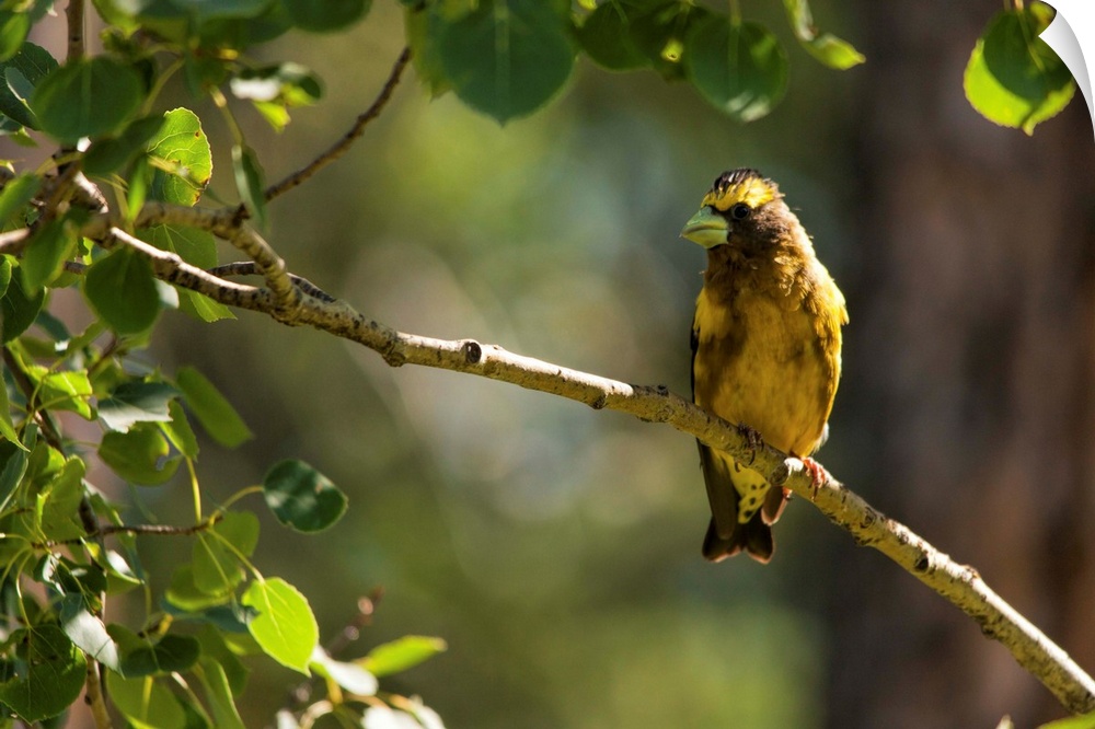 A photo of a yellow bird perched on a branch with green leaves on the left hand side.