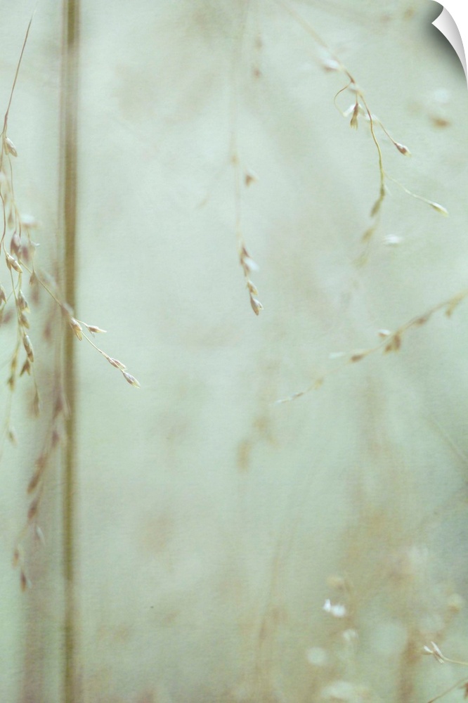 A peaceful image of wild grass seeds.