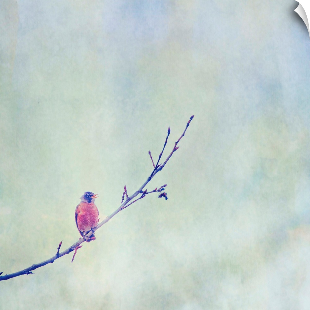 Pictorial painterly photo of an American Robin bird on a tree branch.