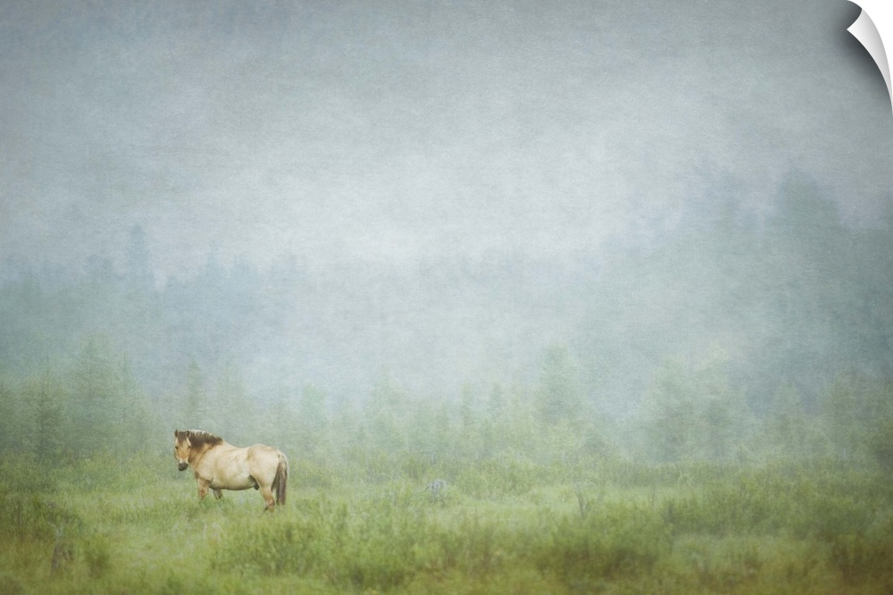 Photograph of a lone horse standing in a field with an overall hazy look to it.