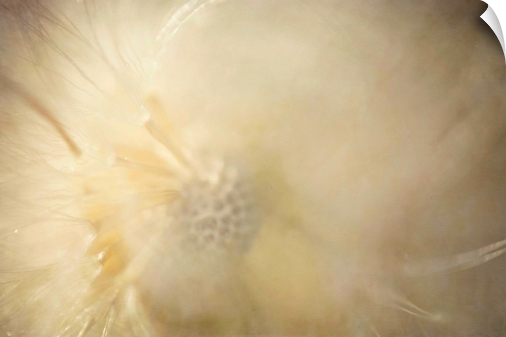A pretty pictorialism macro photograph of a soft, fluffy, dandielion seed head.