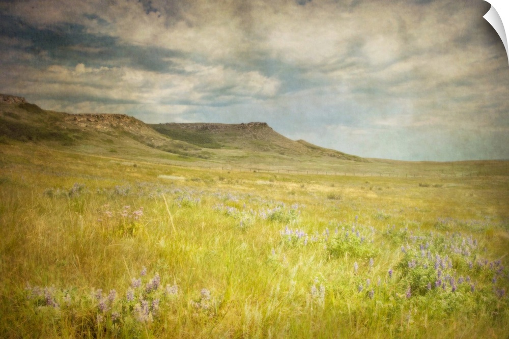 Wildflowers bloom in the prairie grasses of Alberta near a historic buffalo jump.