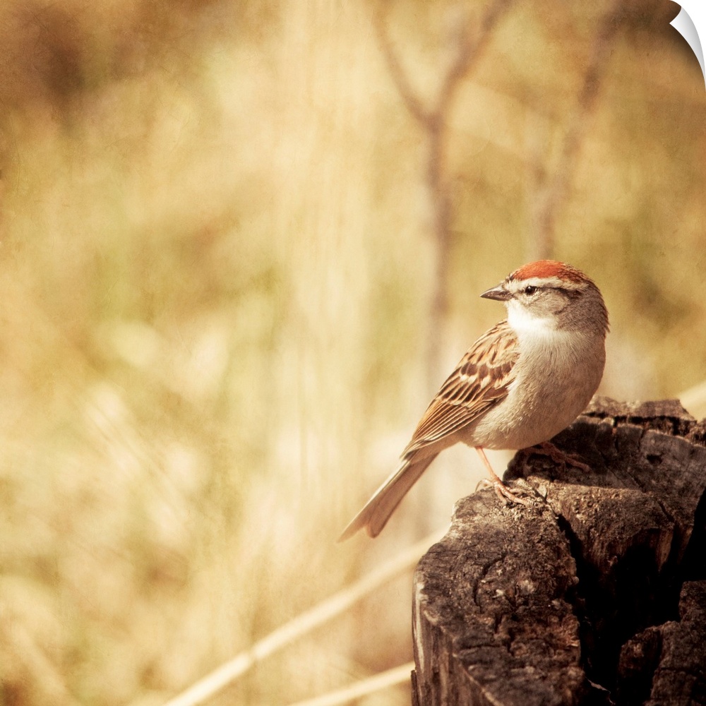 Pictorial photo of a small Chipping Sparrow bird sitting on a tree stump.