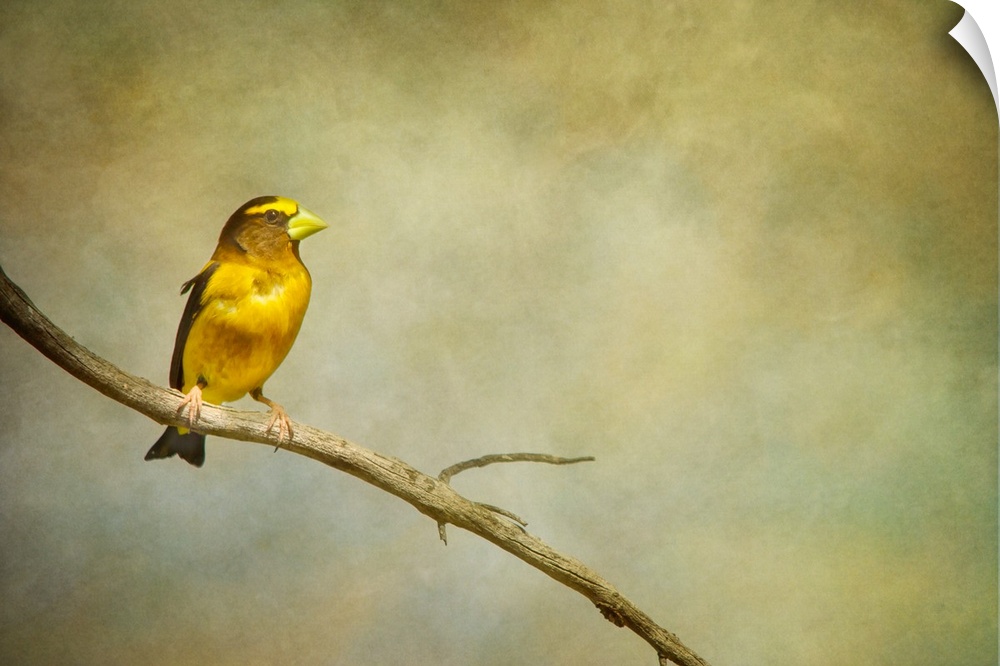 A distressed photo of a yellow bird perched on a branch. with a nondescript background.