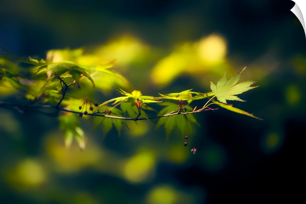 A close-up photograph of a branch with green maple leaves against a blurry background.