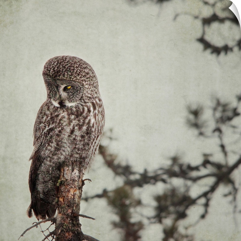 Pictorialist photo of a Great Grey Owl sitting on a creepy dead tree.