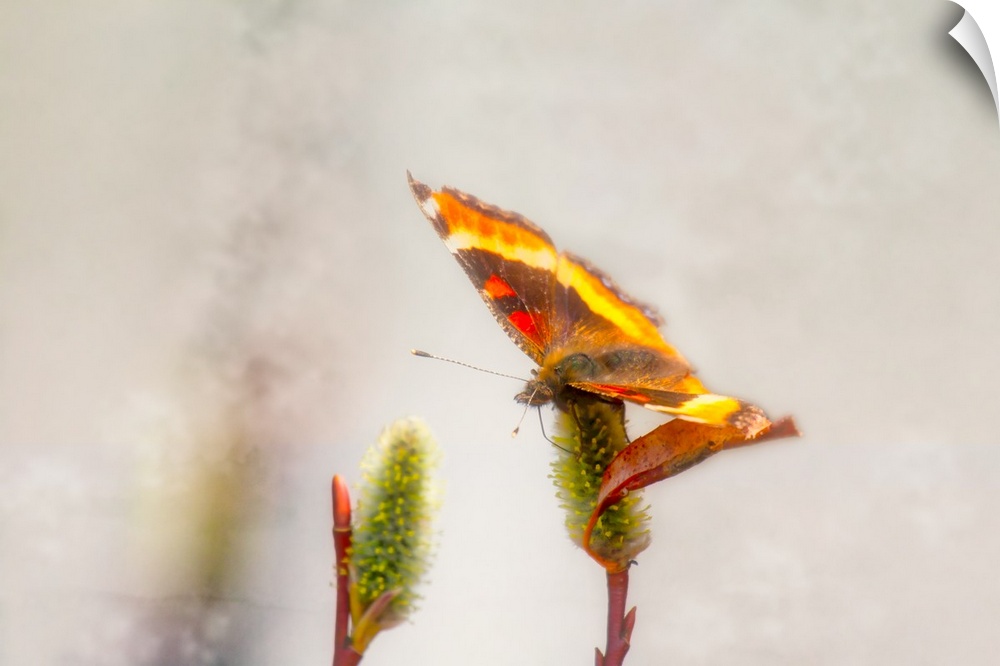 A photograph of a butterfly sitting on a flower with a blurred background.