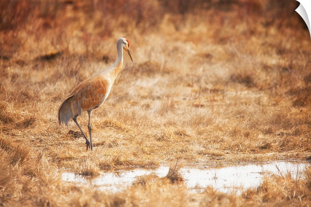 A photograph of crane sauntering through a marshy field.