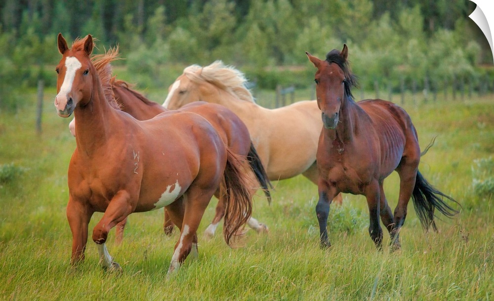 A photograph group of horses trotting along in a green grassy field.