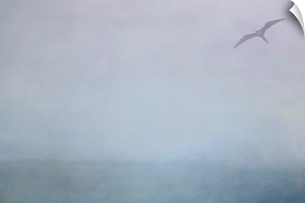 Pictorialist photo of a Magnificent Frigatebird in the rain along the Gulf of Mexico.