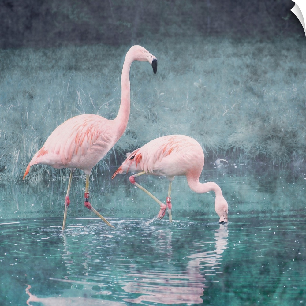 Pictorialist photo of two exotic pink flamingos wading in a shallow pond.