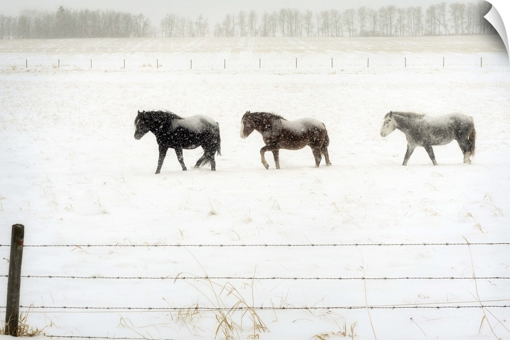 Three horses brave the cold snowy weather on the prairies.