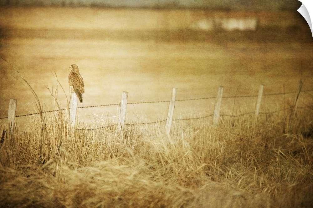Pictorialist photo of a large hawk on a fencepost on a prairie farm.