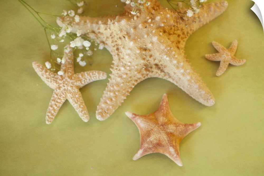 An assortment of starfish of various shapes and sizes, assembled together.