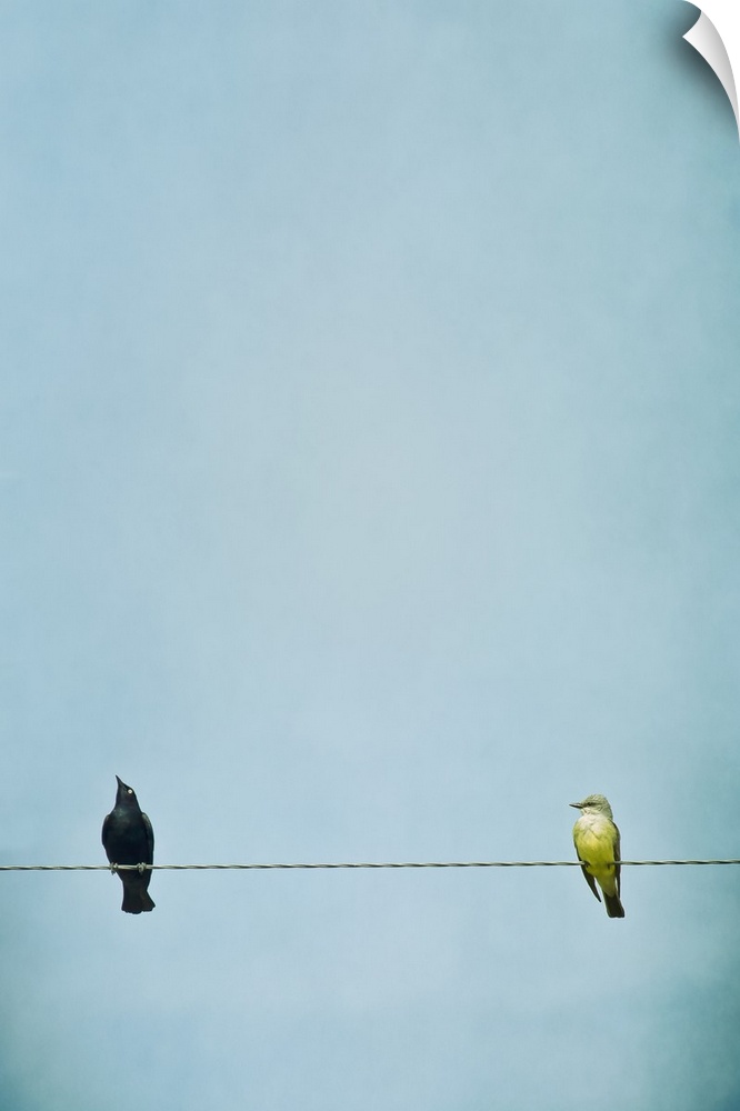 A blackbird and flycatcher sitting on a telephone wire.