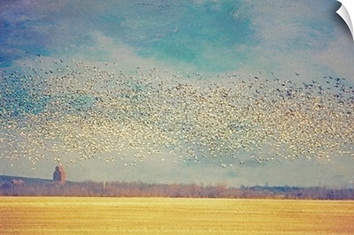 The Snow Goose Migration