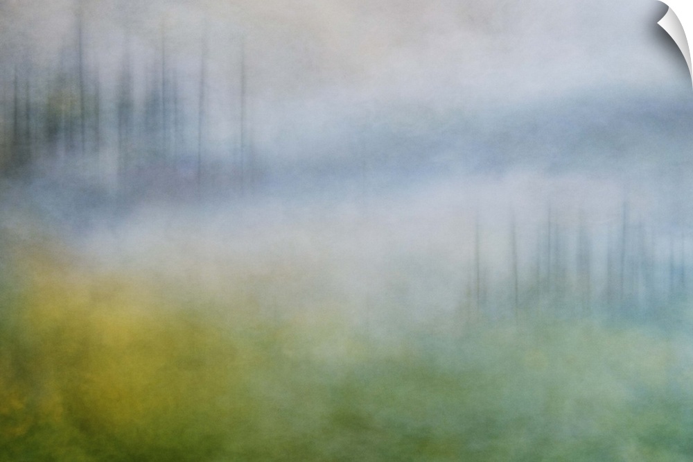 Photograph of a trees in a wilderness landscape shrouded in a thick foggy haze.